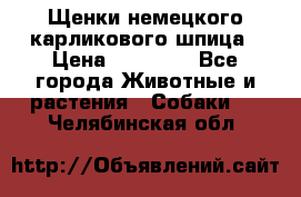 Щенки немецкого карликового шпица › Цена ­ 20 000 - Все города Животные и растения » Собаки   . Челябинская обл.